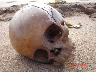 一体どこから？シドニーに打ち上げられた700年前の頭がい骨