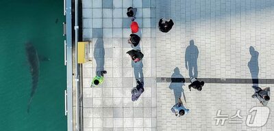 韓国・釜山のサメ、水路を出ても港内に…3日連続で目撃