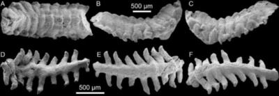 中国の科学者 約5億3500万年前の環形動物の実体化石を発見