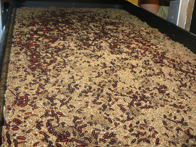 不妊化による害虫駆除法を考案した昆虫学者に賞授与 米