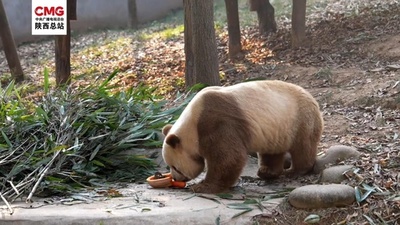 世界に1頭だけの茶色パンダ「チーザイ」 笹の葉に強いこだわり 中国
