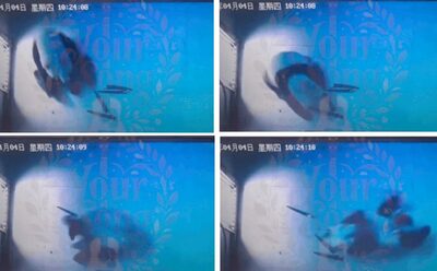 韓国生まれのパンダ、中国返還後、それまでとは異なる行動…ファン心配「ストレスを受けている」