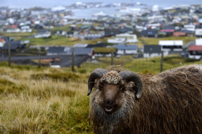 北大西洋の小島で育てられるヒツジ、フェロー諸島