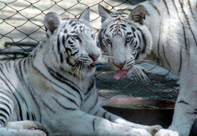 ホワイトベンガルタイガーを飼育するインドの動物園