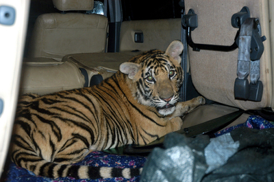 密輸組織の車から生きたトラ2頭を発見、ベトナム