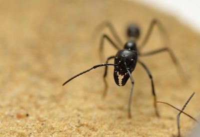 アリの「農耕」習性、3000万年前に獲得か 研究