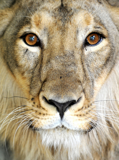 絶滅危ぐ種のインドライオン、インド