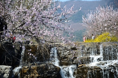 【写真特集】心躍る花盛りの絶景 中国