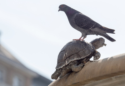 仲良しのハトとカメ？ よく見たら…