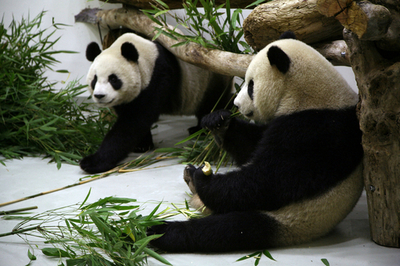 パンダ2頭、台北に到着 中台関係改善の象徴