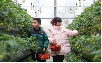 知的財産権で農村産業の高度化を支援・中国