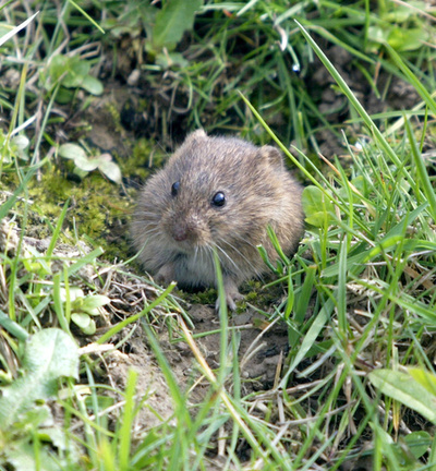 ネズミ1匹でモスク大パニック、81人負傷 モロッコ