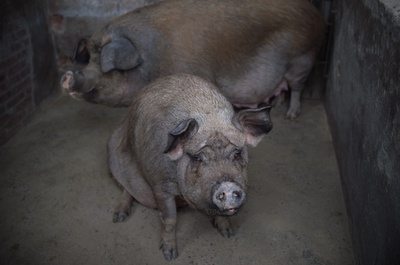 中国で初、アフリカ豚コレラが発生 336頭を殺処分