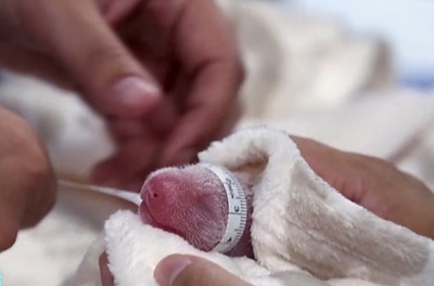 ベルリン動物園 生まれたての双子赤ちゃんパンダがすくすくと成長