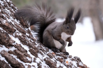 リスの飼育で年商500万円 新疆ウイグル自治区