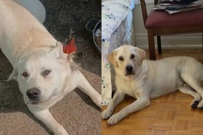 韓国で鎖につながれ放置された犬…保護から5カ月、カナダで新たな家族