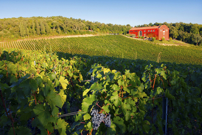 風水取り入れた「自然派地ワイン」、伊農家の新たな試み