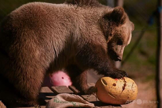 コソボの山村でもヒグマ問題、だんだん厚かましくなり支援要請