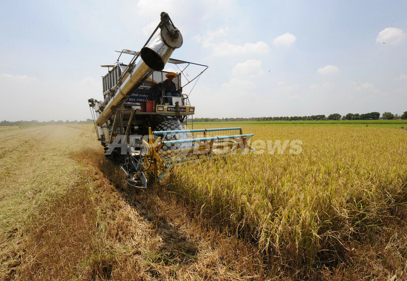 コメ価格高騰、タイの平和な農村でコメ泥棒多発
