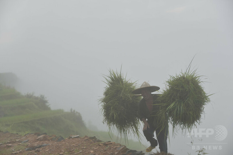 夏の棚田の農作業風景、貴州