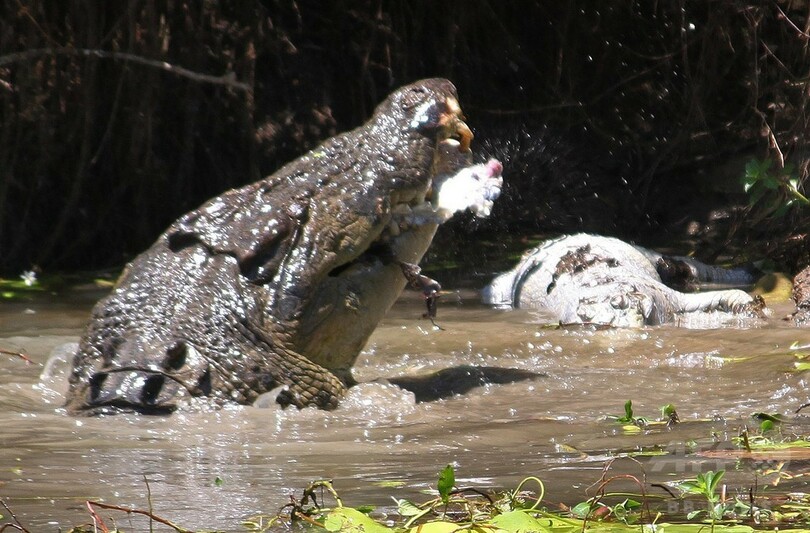巨大ワニが共食い、空中で振り回して丸のみ 豪国立公園