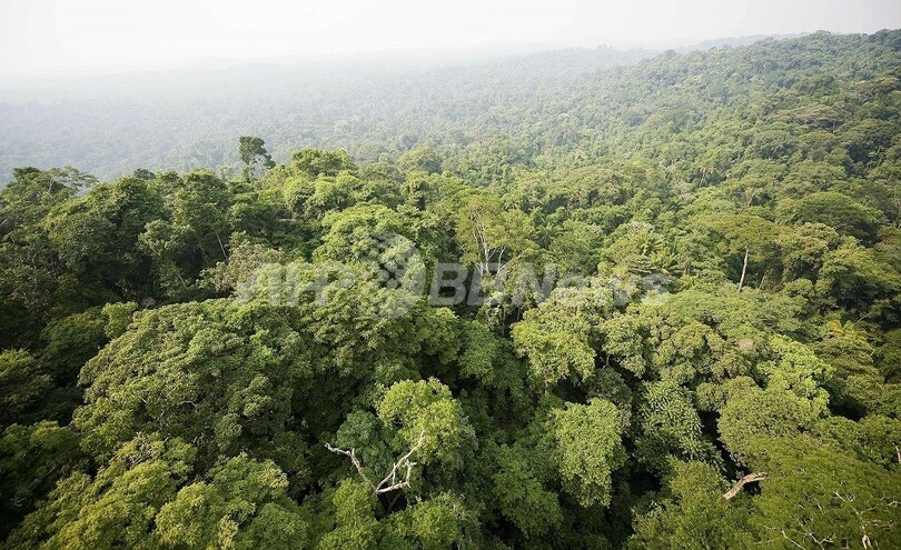アマゾン熱帯雨林の消失ペース 監視史上最低に ブラジル 写真1枚 国際ニュース Afpbb News