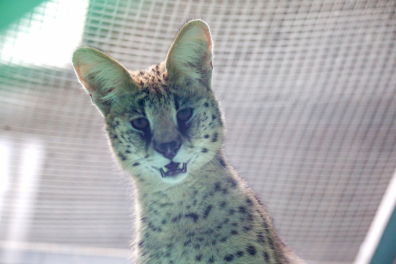 北京市が動物保護に注力 外来種サーバルも 新生活 写真4枚 国際ニュース Afpbb News