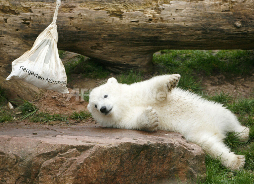 ホッキョクグマのフロッケ、公開2日目も大人気