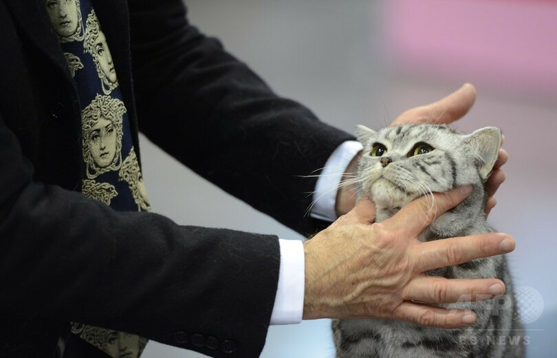 美しい猫ばかり、プラハで国際キャットショー