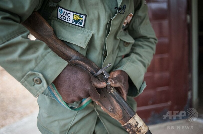 ナイジェリア「最後のライオン」を探して、絶滅の可能性も