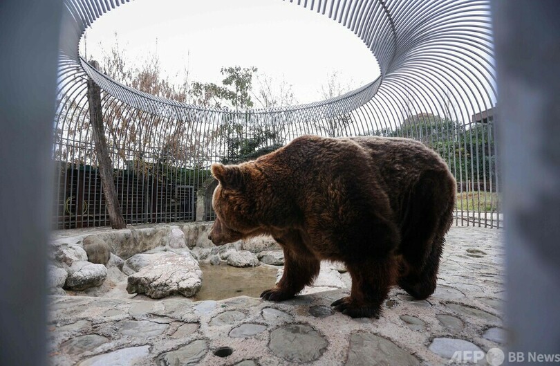レストランで20年、客寄せのクマが保護区に引っ越し アルバニア