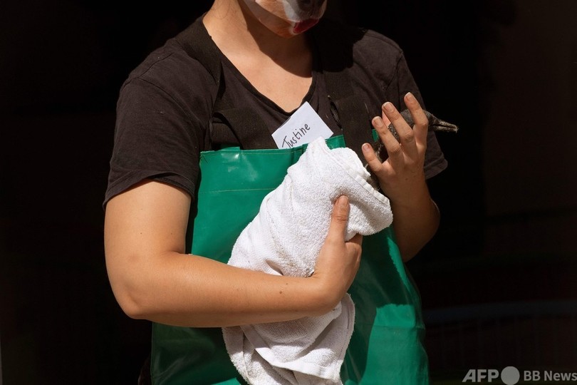 見捨てられた海鳥のひな千数百羽、南ア保護施設で成長中