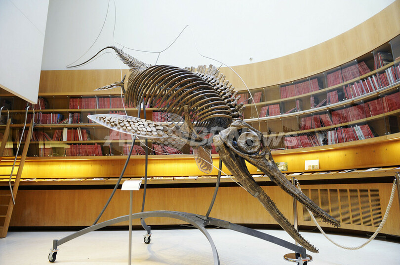 ジュラ紀の魚竜の骨格 競売に 写真1枚 国際ニュース Afpbb News