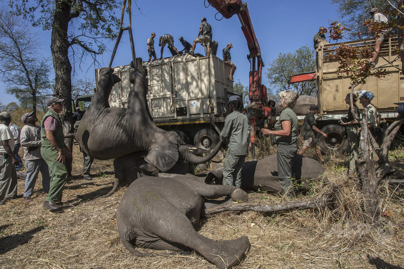 ゾウ500頭を移送 繁殖および観光面での注目を期待 マラウイ 写真12枚 国際ニュース Afpbb News