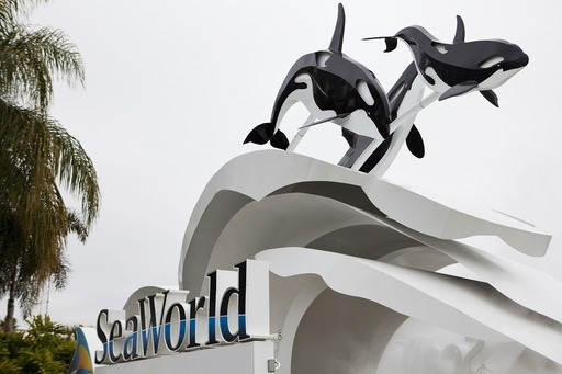 女性トレーナーがシャチに襲われ死亡 米の水族館 写真3枚 国際ニュース Afpbb News