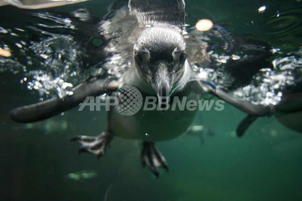 ペンギンの同性カップル、子育て奮闘中 ペンギンの同性カップル、子育て奮闘中