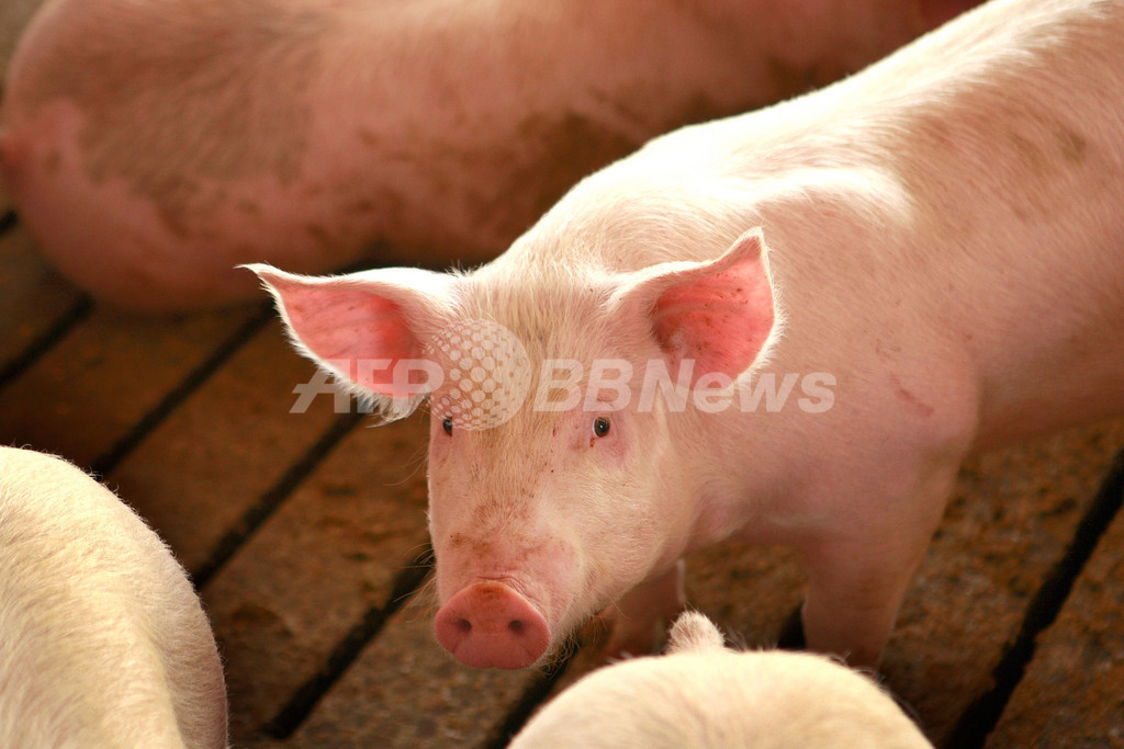 米政府、「豚インフルエンザ」の名称変更を検討