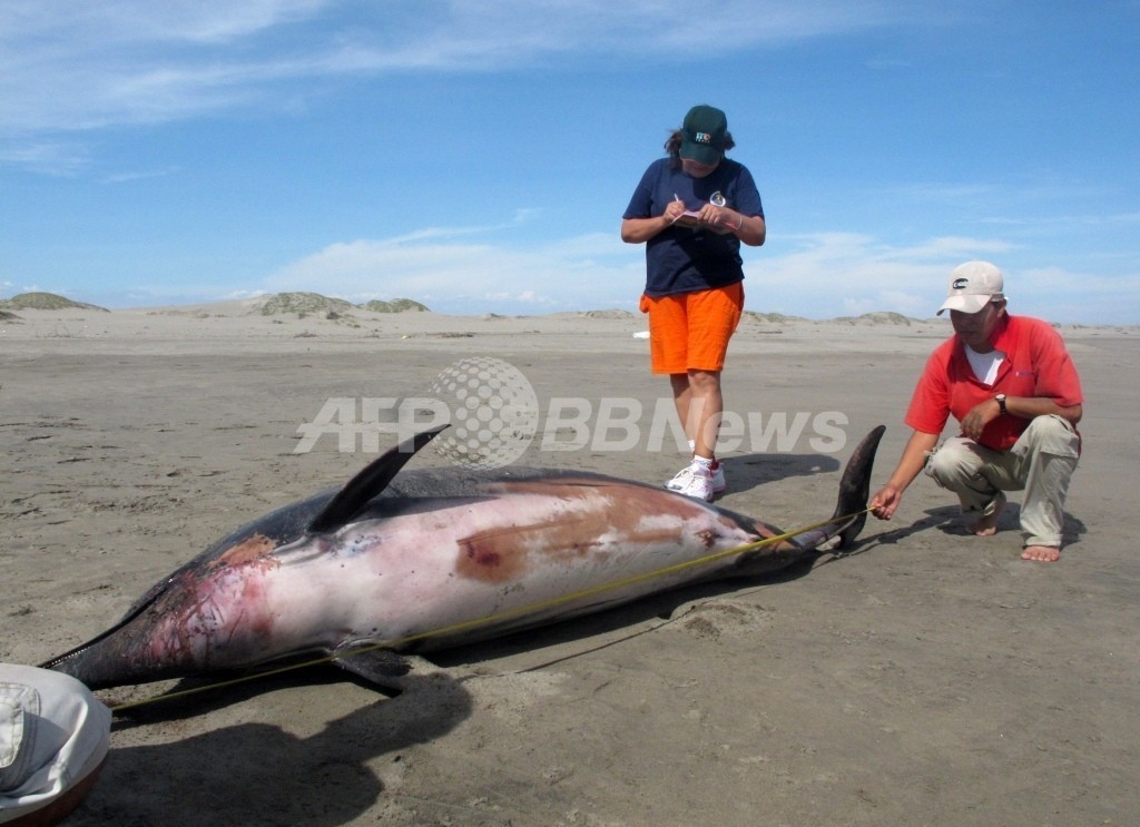 ペルー海岸で相次ぐ動物大量死、今度はオキアミが数千匹 ペルー海岸で相次ぐ動物大量死、今度はオキアミが数千匹