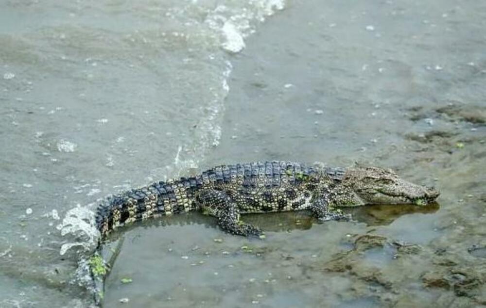 上海市黄浦江のほとりにワニ出現 シャムワニか 写真1枚 国際 上海市黄浦江のほとりにワニ出現 シャムワニか 写真1枚 国際