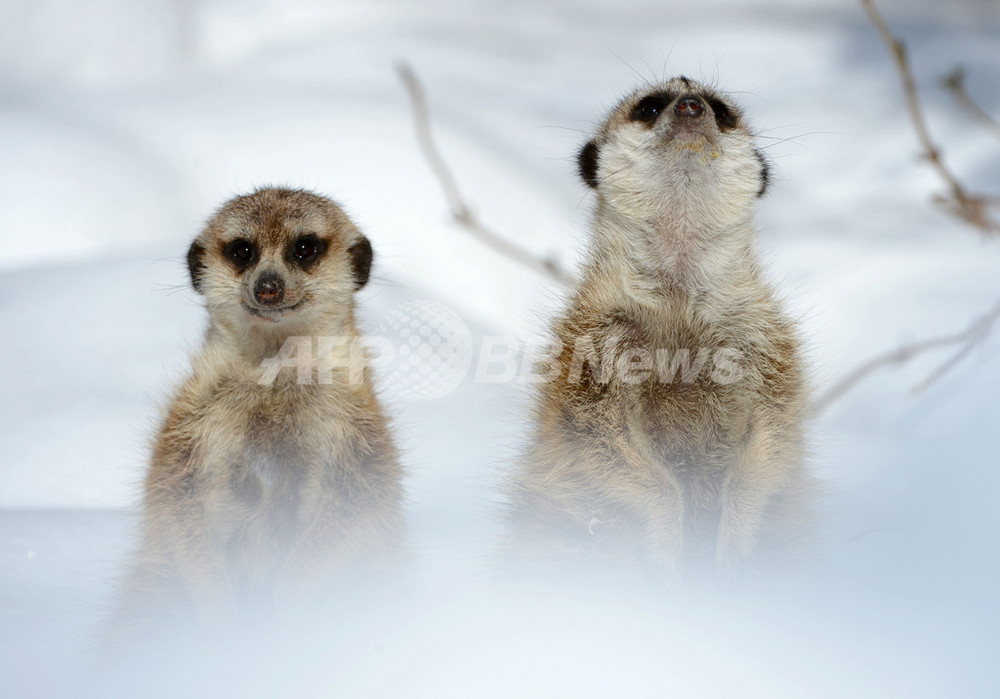ミーアキャットも寒い？冬逆戻りのドイツ 写真2枚 国際ニュース：AFPBB