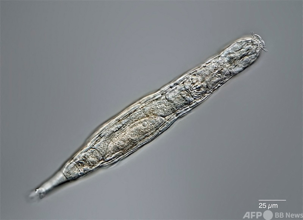 2万4千年前の微生物、蘇生に成功 シベリア永久凍土で凍結