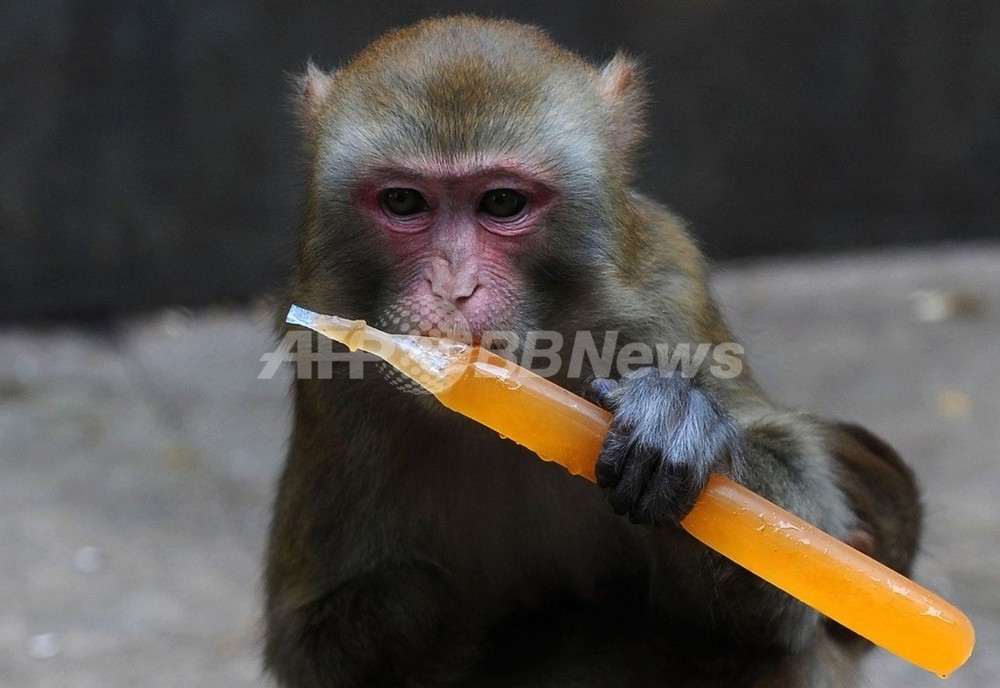 サルは自分のまねをする人に親しみを持つ、米伊研究 写真1枚 国際