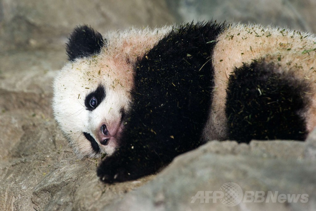 米首都で誕生のパンダ、メディア向けに初公開