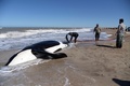 アルゼンチン・ブエノスアイレス州マルチキータの海岸に打ち上げられたシャチを救助する専門家たち（2019年9月16日撮影）。(c)Mara Sosti / AFP