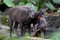 タイワンカモシカ。台湾の台北市立動物園で（2020年9月16日撮影）。(c)SAM YEH / AFP