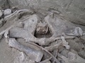 メキシコ中部トゥルテペックで発見されたマンモスの骨。メキシコ国立人類学歴史学研究所（INAH）提供（2019年11月6日公開）。(c)AFP PHOTO / INAH