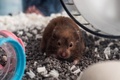 香港で、当局による殺処分の方針を受けて捨てられた小動物の保護を申し出た男性が飼っているハムスター（2022年1月19日撮影）。(c)Bertha WANG / AFP