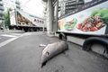 サメの頭部。ノルウェー・オスロで（2023年8月17日撮影）。(c)Stian Lysberg Solum / NTB / AFP