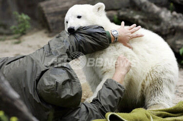 ベルリン動物園、クヌートの「自立」に向けショーを打ち切り 写真3枚