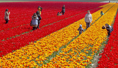 まるでカーペットのよう、チューリップが満開 オランダ